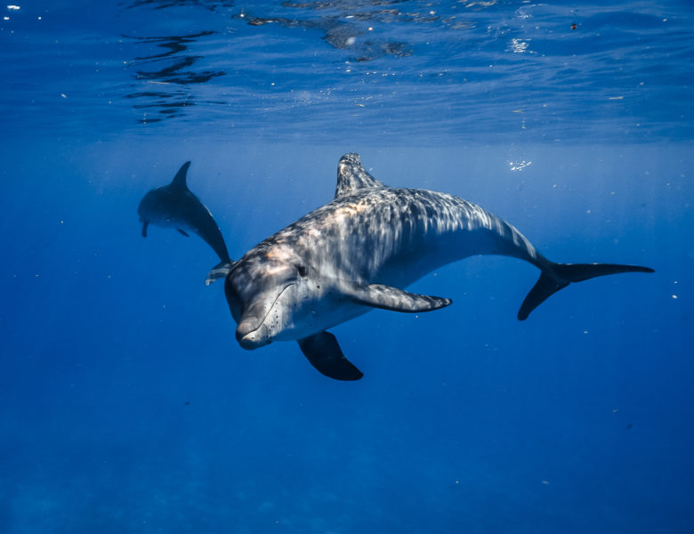 The dolphins brought me back to life